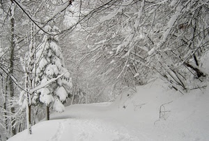 neve, inverno, alberi, bianco, strada, rami, montagna, sentiero, paesaggio