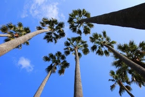 cielo, palme, alberi, prospettiva, nuvole, tronchi, foglie, palma, azzurro