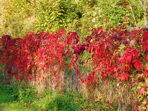 foglie, rosso, verde, autunno, piante, erba, colori, siepe