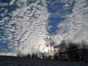nuvole, cielo, alberi, bianco, paesaggio, spogli, azzurro, controluce, sole