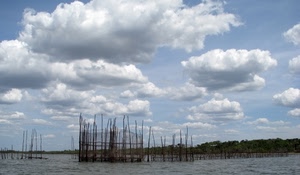 nuvole, cielo, acqua, mare, pali, alberi, bianco, azzurro, canne, verde, lago, laguna, pesca, reti
