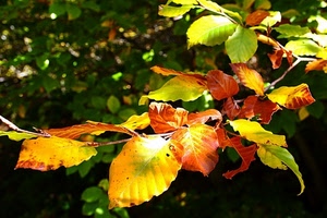 foglie, ramo, autunno, verde, giallo, rosso, gialle