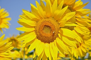 petali, giallo, girasole, cielo, corolla, ape, girasoli, fiori, semi, macro, fiore, natura, azzurro, stami, pistilli, insetto