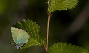 farfalla, foglie, ali, verde, ramo, insetto