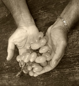mani, uva, braccialetto, grappolo, acini, frutta, dita, bianconero