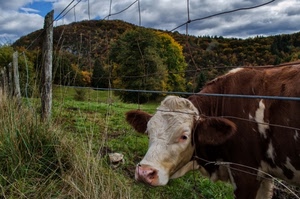 mucca, erba, alberi, verde, recinto, cielo, muso, orecchie, bovino, nuvole, collina, animale, rete, pascolo, marrone, montagna, palo, prato, bianco, recinzione