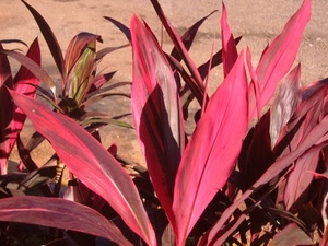 foglie, rosso, piante, pianta, terra, natura, rosse, rosa