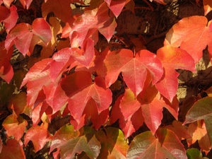 foglie, rosso, autunno, rampicante, edera, pianta, verde, natura, macro, rami