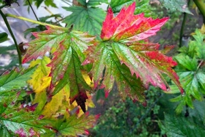 foglie, verde, rosso, autunno, bosco, verdi, rosse