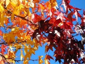 foglie, giallo, rami, autunno, rosso, cielo, azzurro