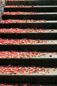 gradini, petali, scala, rosso, scalini, scale, rosa, fiori, foglie, grigio, autunno