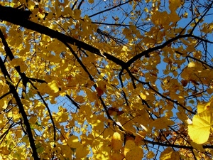 giallo, foglie, rami, albero, cielo, autunno