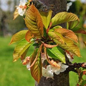 foglie, fiori, tronco, albero, primavera, verde, ramo, petali, bianco