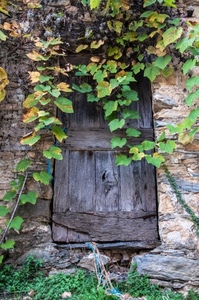 porta, edera, verde, legno, rampicante, foglie, pietre, rami, muro