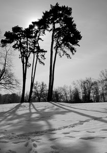 neve, alberi, bianconero, ombre, inverno, controluce, ombra