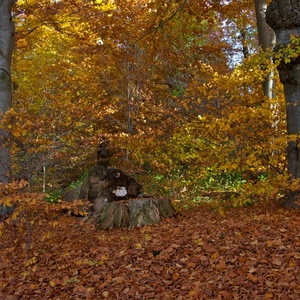 foglie, autunno, alberi, giallo, bosco, ceppo, tronco, colori, rami