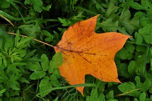 verde, foglia, foglie, erba, autunno, prato, natura, marrone, arancione, giallo, piante, gialla