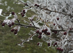 bacche, ghiaccio, rami, inverno, spine, rosso, bianco, brina, freddo, alberi, pianta, verde, albero, sfocato, gelo, viola, rametti