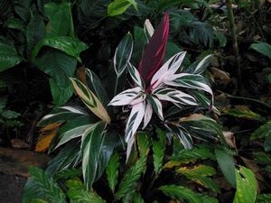 foglie, verde, bianco, fiore, piante, rosso, pianta, natura, giardino