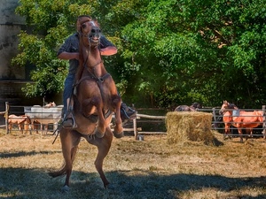 cavalli, alberi, cavallo, cavaliere, zampe, fieno, paglia, verde, recinto, maneggio, staffe, balla, animali, uomo, staccionata, muso