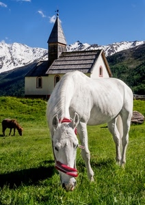 bianco, cavalli, erba, neve, chiesa, montagne, campanile, cielo, montagna, cavallo, verde, finestre, azzurro, chiesetta, briglie, animali, due
