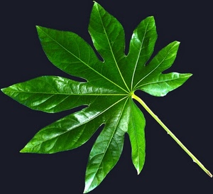 foglia, verde, nero, stelo, macro, nervature, gambo