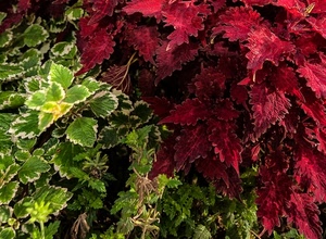 foglie, verde, rosso, piante, bicolore, verdi, rosse, natura, giardino
