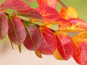 foglie, rosso, giallo, autunno, ramo, macro, colori