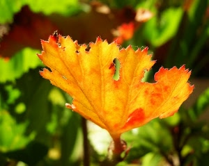 foglia, autunno, verde, giallo, foglie, macro, arancione, sfocato, pianta