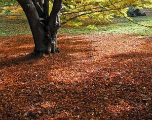 autunno, foglie, albero, tronco, rami, rosso, prato