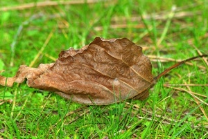 foglia, erba, verde, secca, marrone, prato, autunno