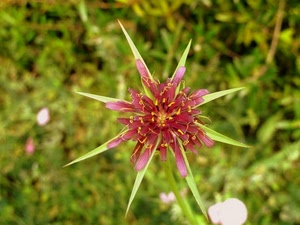 fiore, verde, macro, rosa, stella, petali, natura, rosso, pistilli