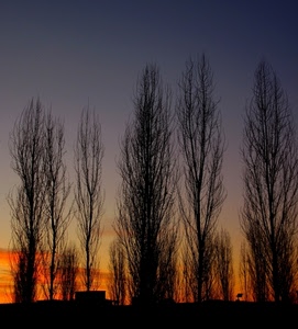 alberi, tramonto, cielo, rami, nero, controluce, blu, rosso, nuvole, arancione, arancio, alba, inverno, case, azzurro