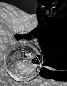 gatto, bicchiere, vetro, nero, calice, occhi, coperta, bianconero