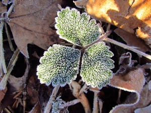 foglie, brina, verde, foglia, inverno, bianco, tre, gelo, natura, autunno