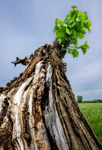 tronco, verde, foglie, albero, cielo, prato, pianta, corteccia, rami, campo, natura, prospettiva