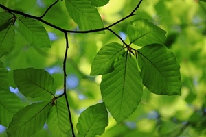 foglie, verde, rami, verdi, ramo, natura, primavera, albero