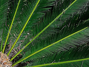 verde, foglie, palma, pianta, albero, aghi, natura