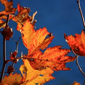autunno, foglie, cielo, giallo, rami, blu, rosso, arancione, ramo, azzurro, controluce, venature