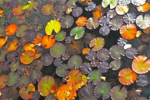 foglie, acqua, verde, ninfee, arancione, giallo, stagno, lago