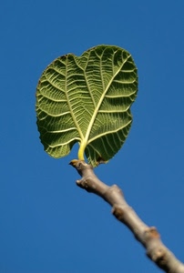 foglia, ramo, verde, cielo, fico, azzurro, venature, nervature