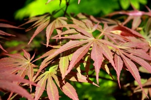 foglie, rosso, verde, natura, pianta, autunno, macro