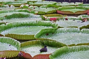 uccello, verde, foglie, acqua, ninfee, anatra
