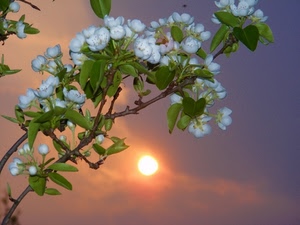 fiori, sole, foglie, ramo, cielo, controluce, rami, nuvole, tramonto, bianco