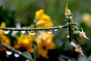 gocce, giallo, fiori, acqua, foglie, ramo, verde, macro, sfocato, fiore, pioggia, riflessi, riflesso, boccioli, natura, stelo, rugiada, pianta
