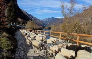 pecore, alberi, gregge, fiume, montagne, staccionata, ovini, cielo, legno, animali, strada, acqua, sassi, zampe, cespugli, parapetto, azzurro, nuvole, paesaggio, sentiero