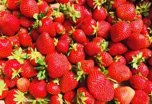 fragole, verde, rosso, frutta, rosse, cibo, bicolore