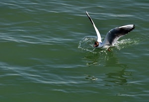 ali, acqua, uccello, mare, bianco, becco, spruzzi, gabbiano, verde, animale, riflesso