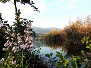 fiori, acqua, foglie, lago, piante, fiume, margherite, verde, montagna, cielo
