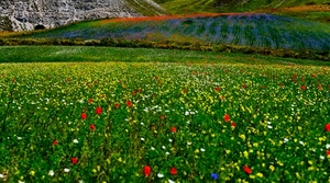 verde, fiori, prato, campo, erba, rosso, primavera, natura, colori, giallo, paesaggio, prati, papaveri